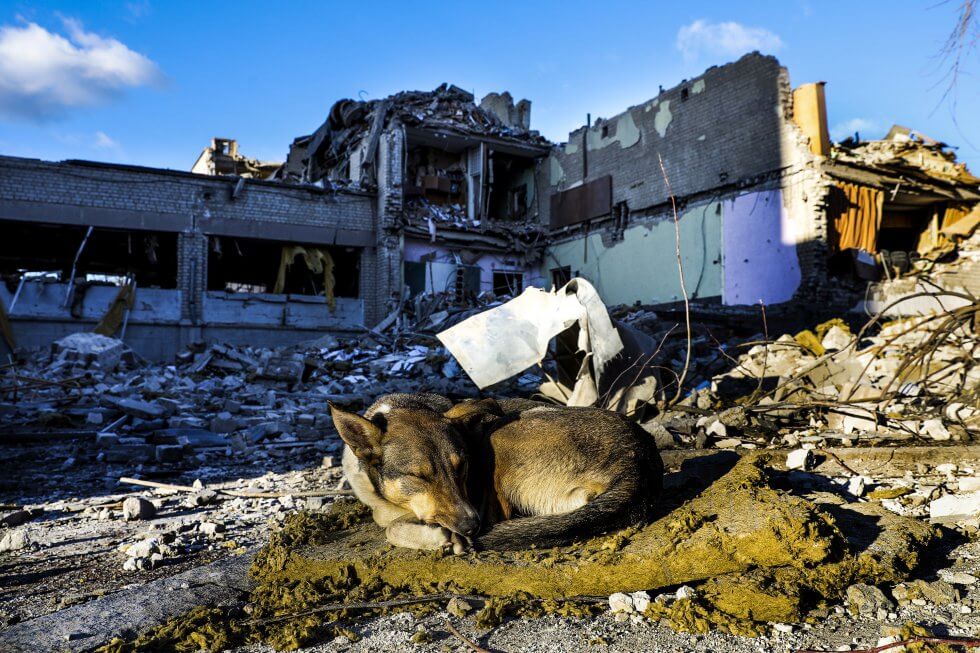 animales en la guerra de ucrania